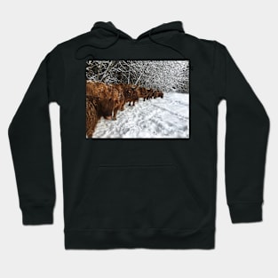 Scottish Highland Cattle Cows and Calves 1701 Hoodie